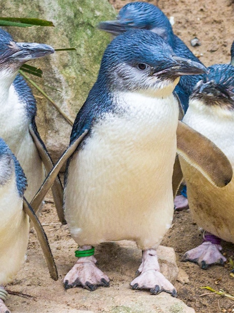 Little penguins at Healesville Sanctuary, part of the Puffing Billy and Healesville tour.
