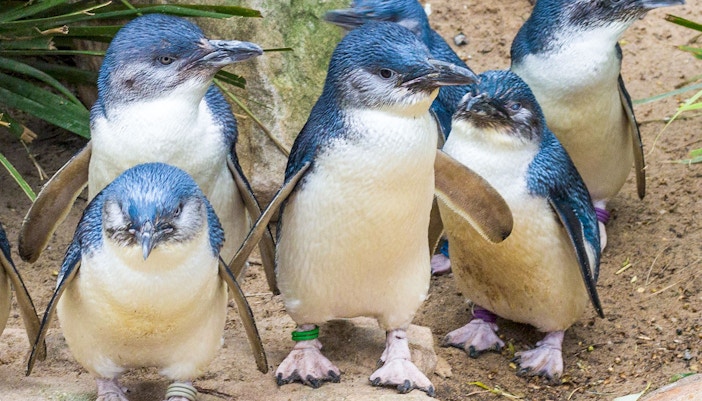 Little penguins at Healesville Sanctuary, part of the Puffing Billy and Healesville tour.
