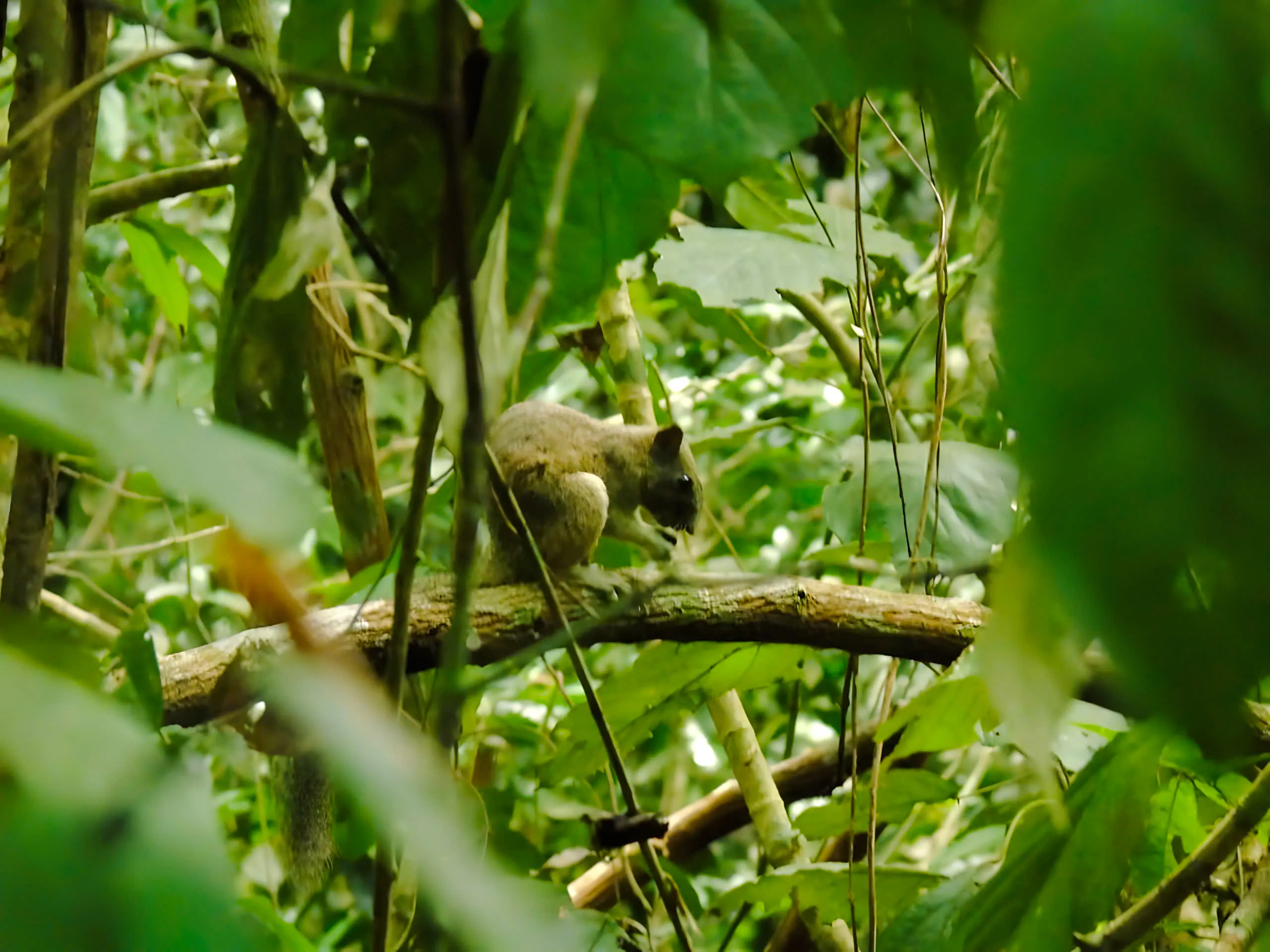 Squirrel on a branch in Nam Cat Tien jungle, part of the Ho Chi Minh City one-day escape tour.