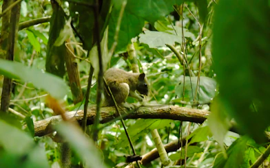 Squirrel on a branch in Nam Cat Tien jungle, part of the Ho Chi Minh City one-day escape tour.