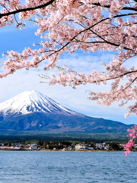 Cherry blossoms framing Mt. Fuji and Lake Kawaguchiko in spring.