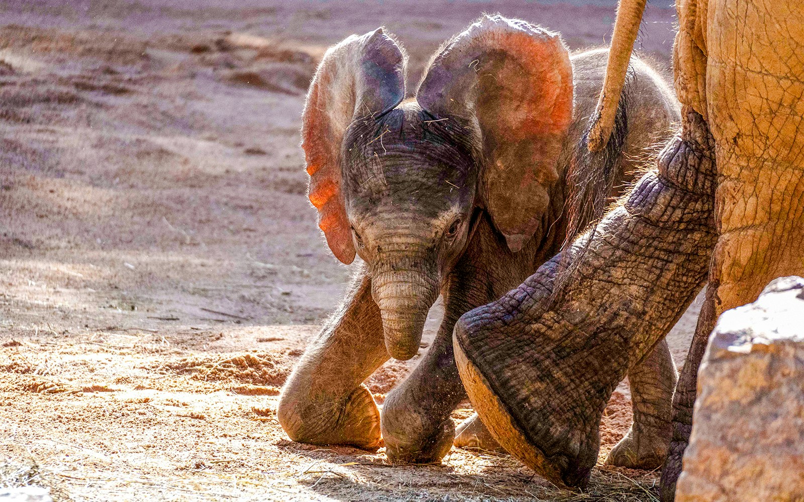 Elephant calf walking beside adult at Bioparc Valencia.
