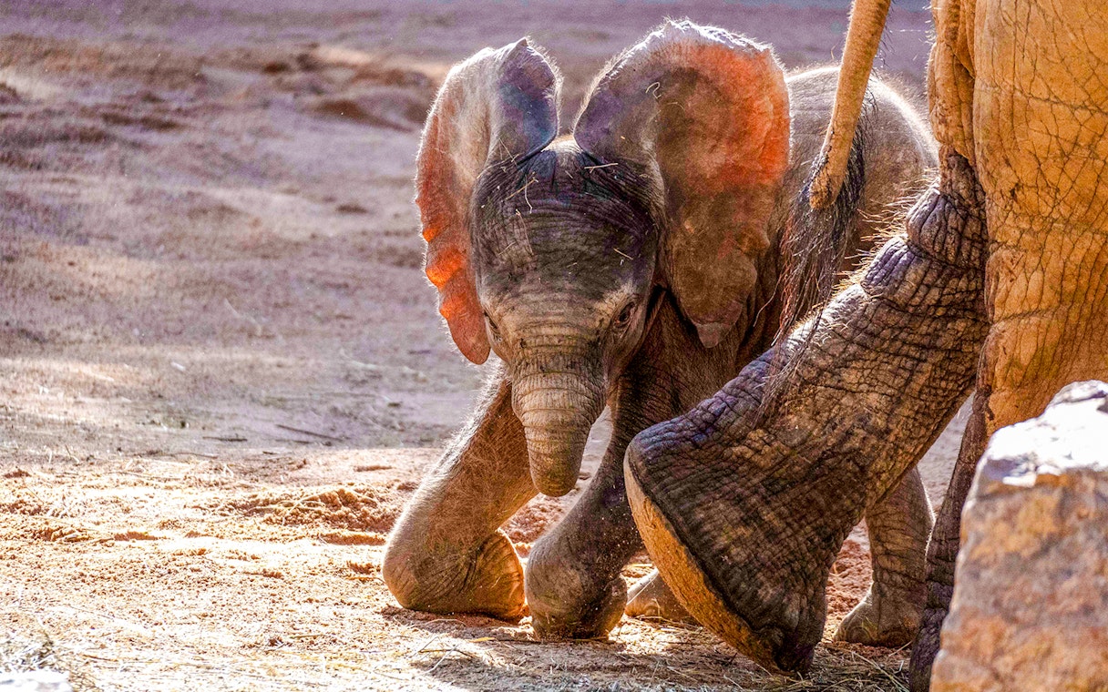 Elephant calf walking beside adult at Bioparc Valencia.