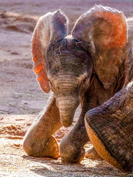 Elephant calf walking beside adult at Bioparc Valencia.