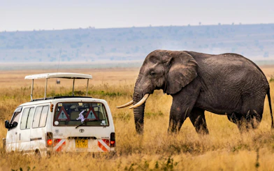 Safari van near elephant in Maasai Mara grassland.