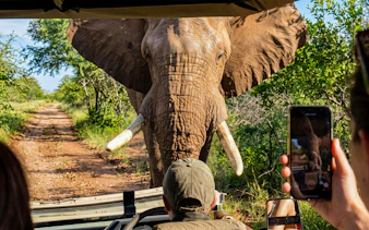 Safari vehicle encounters elephant on dirt road in Pilanesberg Nature Reserve.