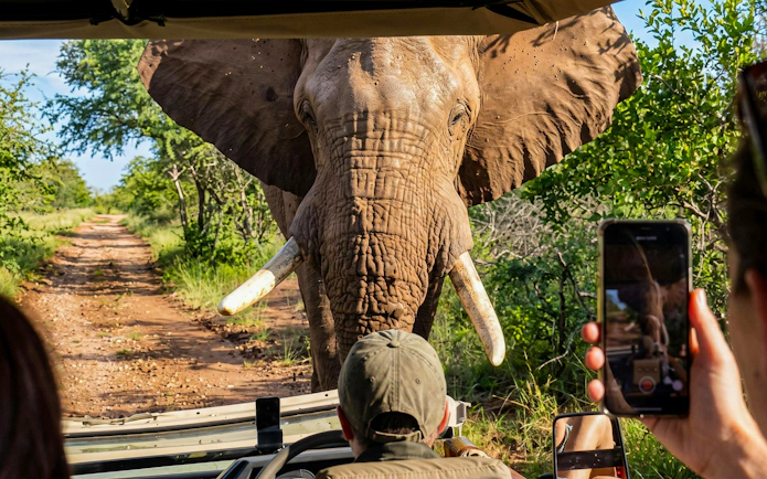 Safari vehicle encounters elephant on dirt road in Pilanesberg Nature Reserve.