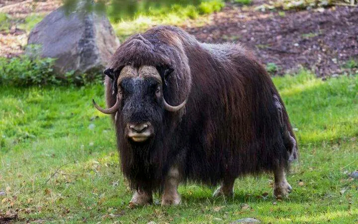Muskox standing on grass at Ranua Zoo, Rovaniemi.