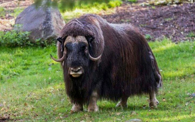 Muskox standing on grass at Ranua Zoo, Rovaniemi.