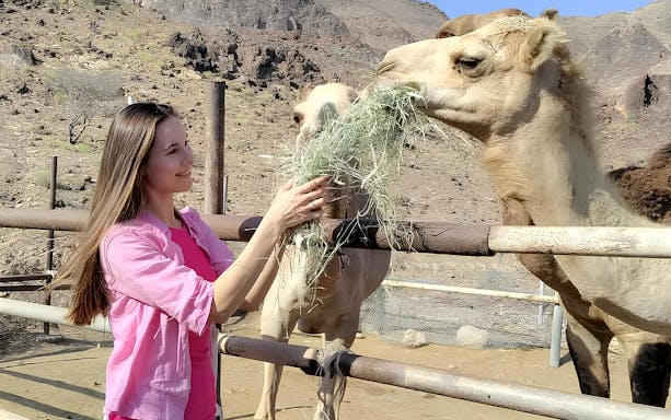 Woman feeding camels at Hatta Heritage Village with mountains in the background.