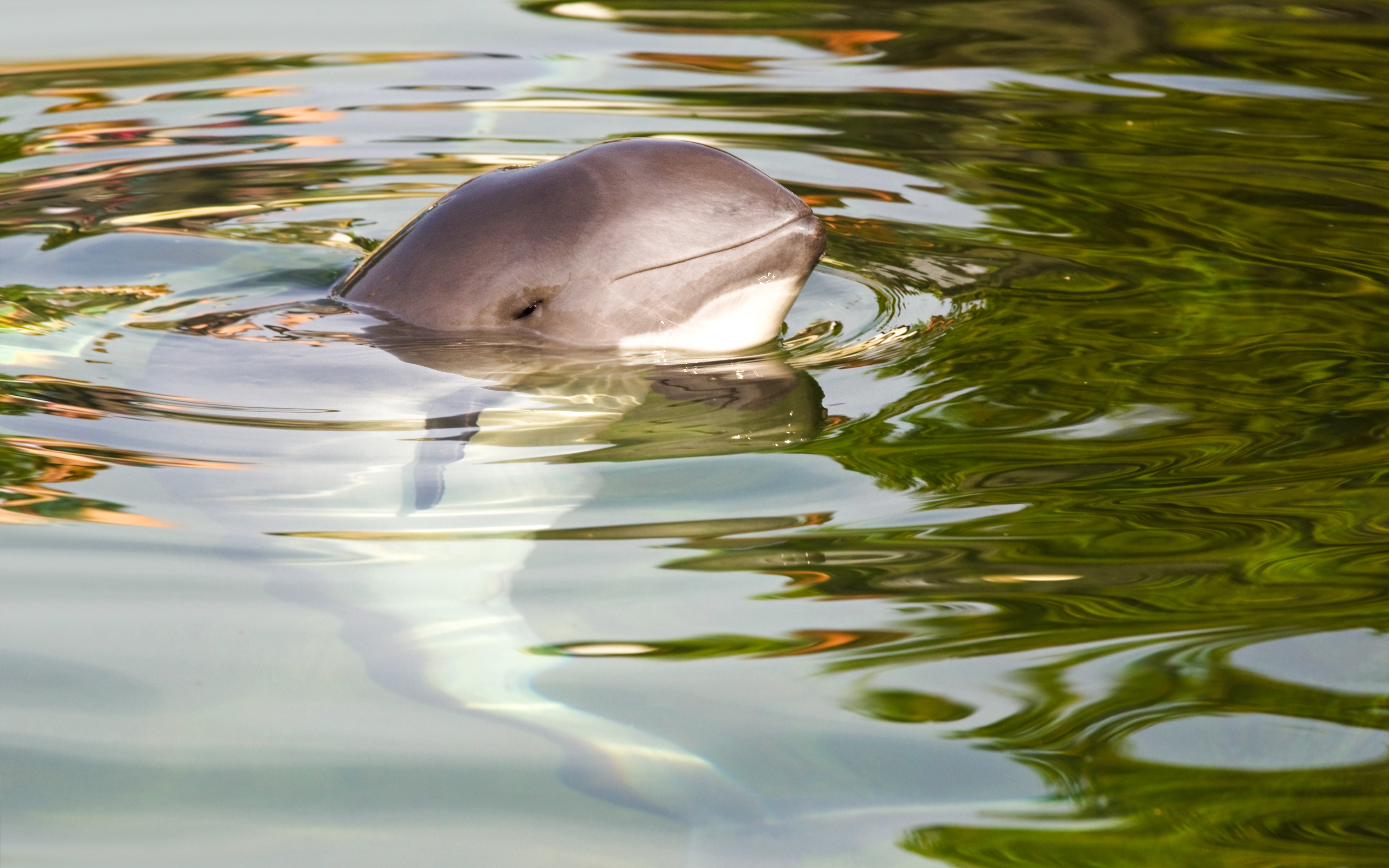 Harbour porpoise swimming in calm waters during whale watching tour.