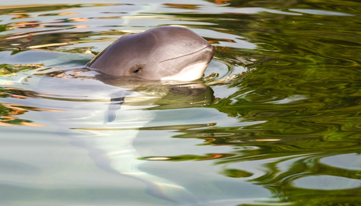 Harbour porpoise swimming in calm waters during whale watching tour.
