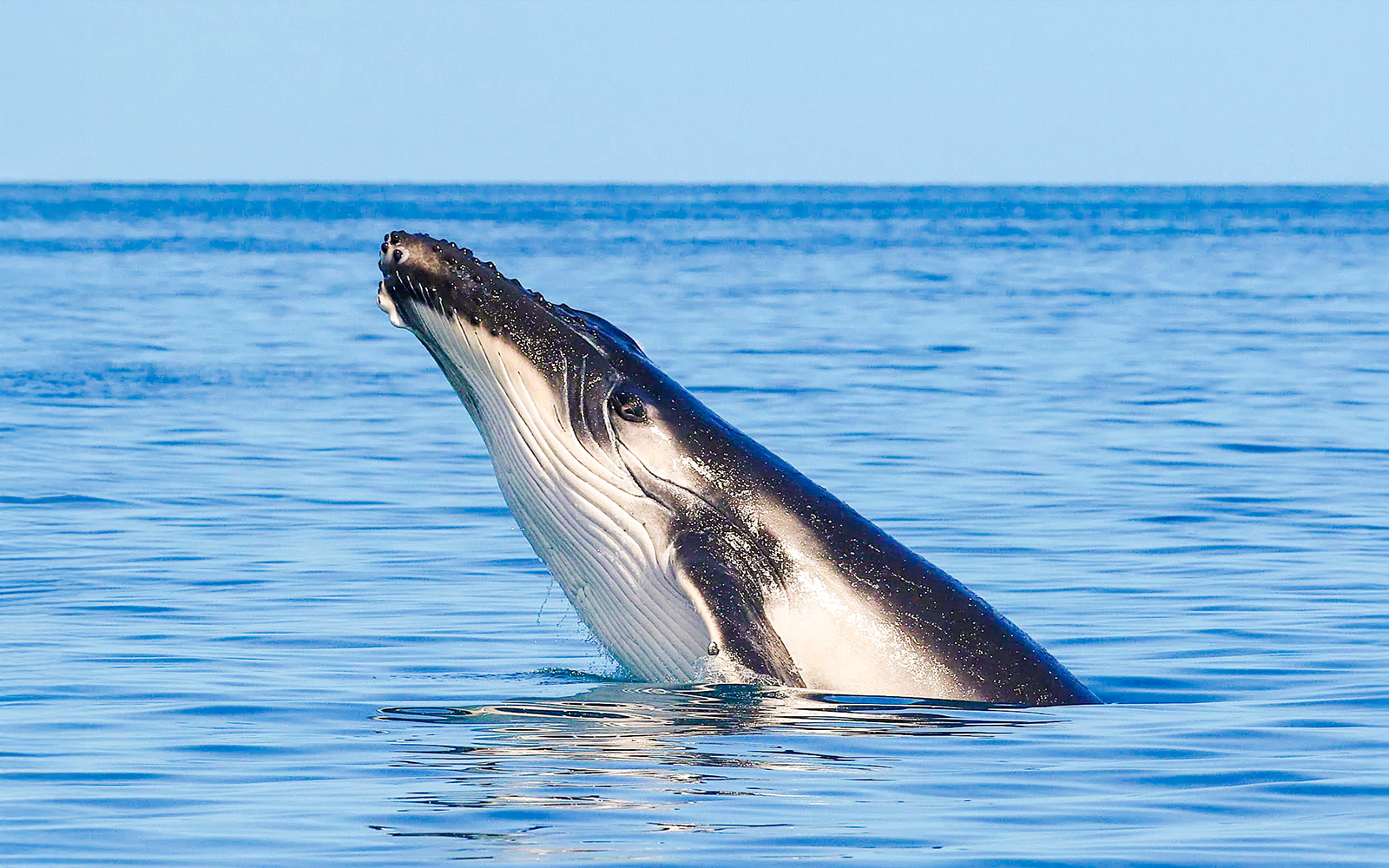 Whale breaching in the waters near Fraser Island, K'gari, during a whale watching tour.
