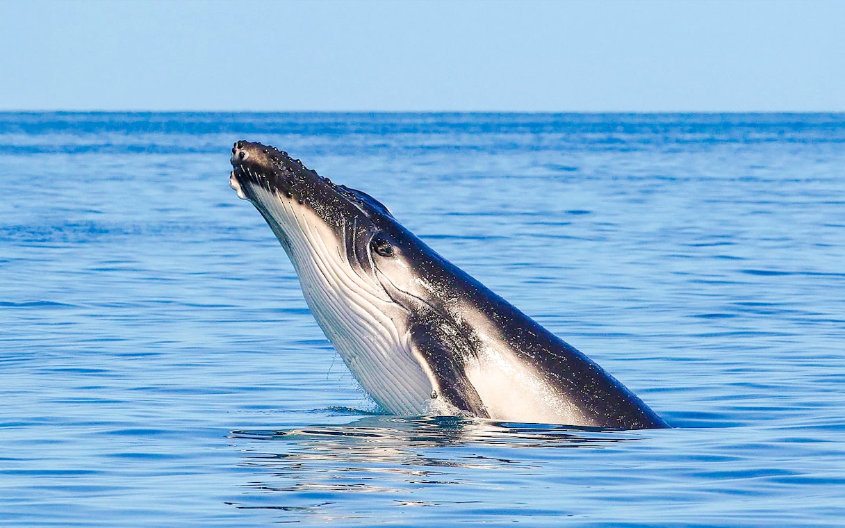 Whale breaching in the waters near Fraser Island, K'gari, during a whale watching tour.