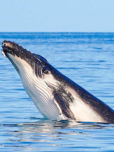 Whale breaching in the waters near Fraser Island, K'gari, during a whale watching tour.