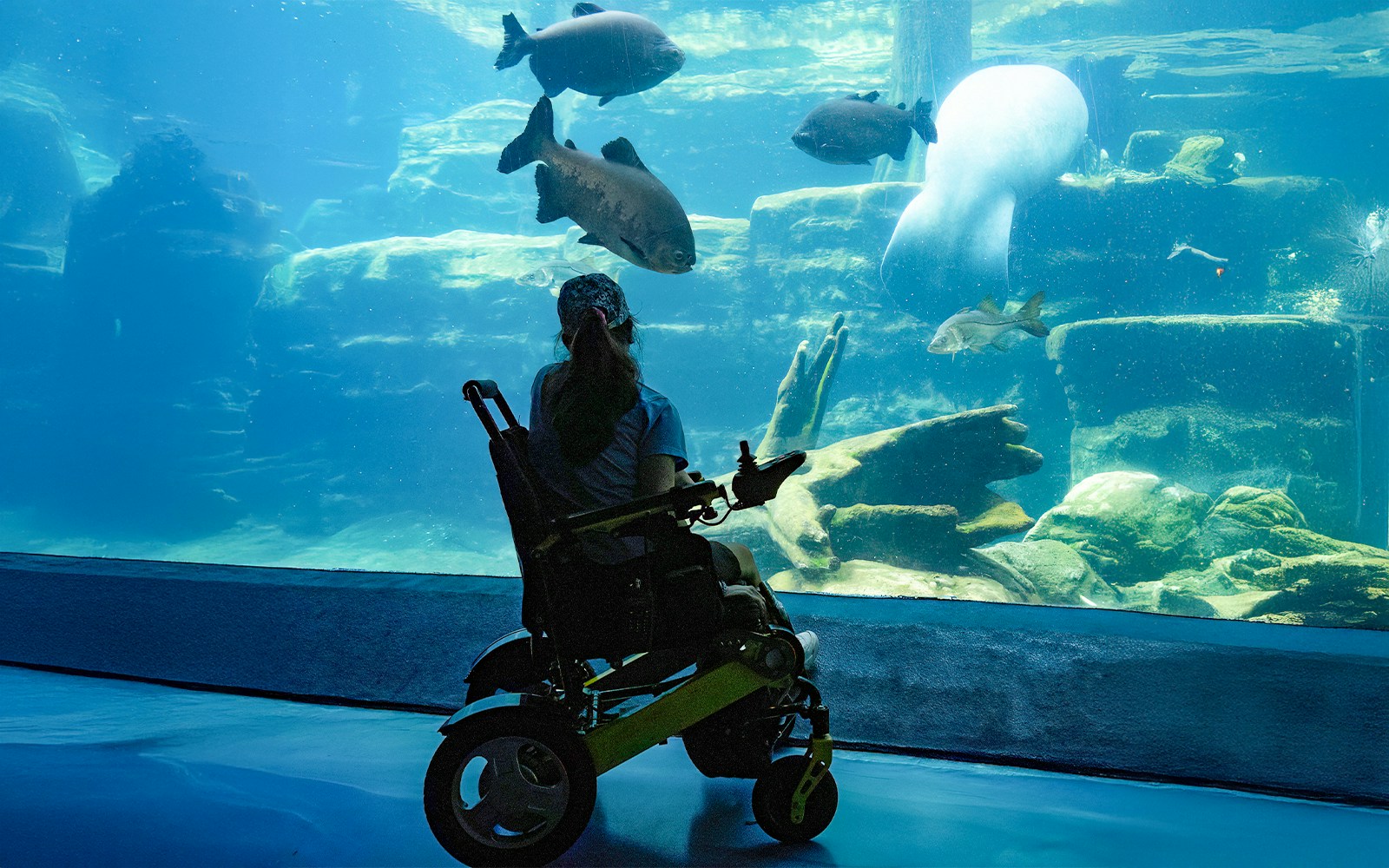 Woman in wheelchair observing marine life at an aquarium.