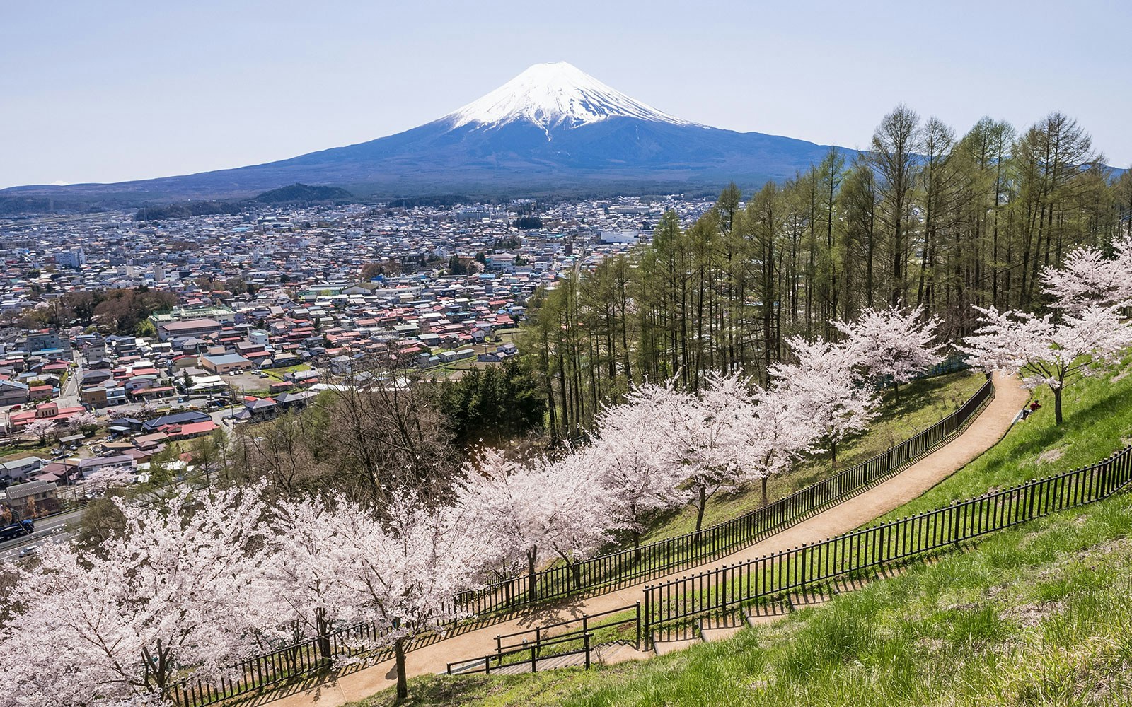 Pathway lined with cherry blossoms leading to a view of Mt. Fuji from Arakurayama Sengen Park.
