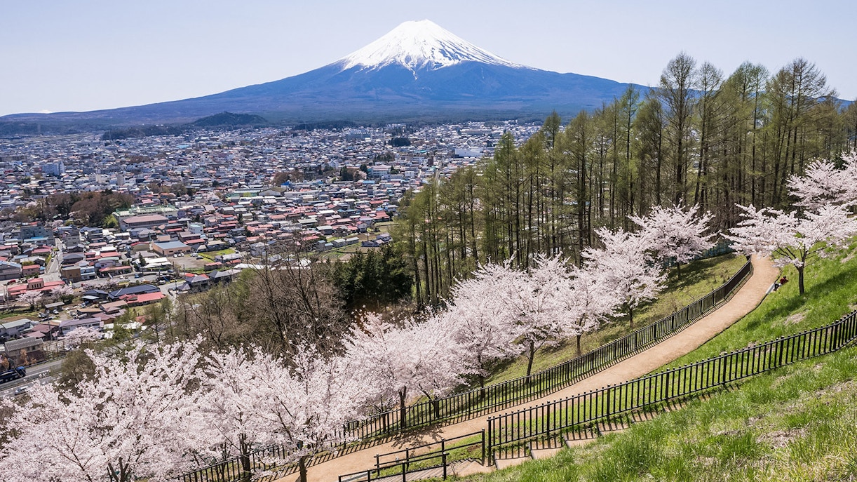 Pathway lined with cherry blossoms leading to a view of Mt. Fuji from Arakurayama Sengen Park.