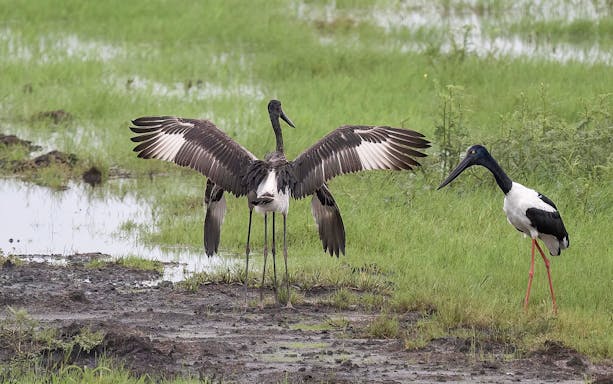 Storks in wetland during Jumping Crocodiles & Wildlife Tour.