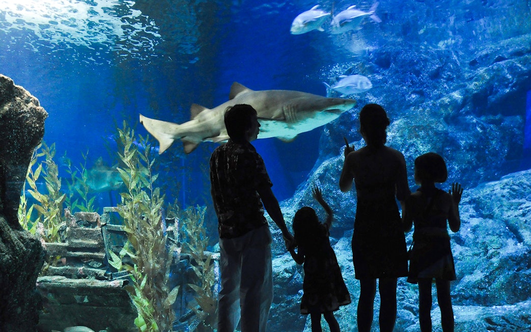 Travellers observing a shark and fish at Aquaria Phuket.