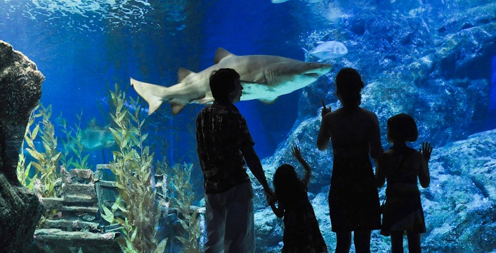 Travellers observing a shark and fish at Aquaria Phuket.