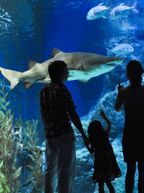 Travellers observing a shark and fish at Aquaria Phuket.