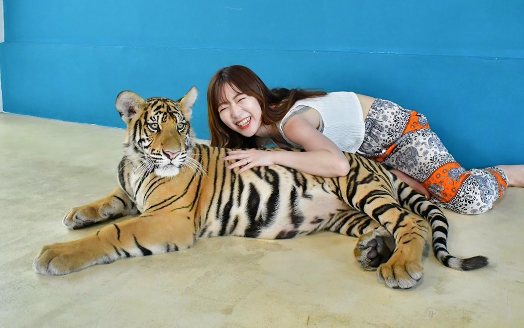 Tourist interacting with a tiger at Tiger Park Pattaya, Thailand.