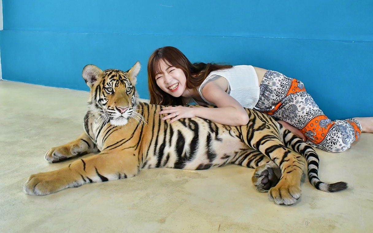 Tourist interacting with a tiger at Tiger Park Pattaya, Thailand.