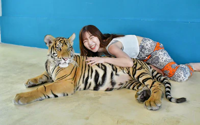 Tourist interacting with a tiger at Tiger Park Pattaya, Thailand.