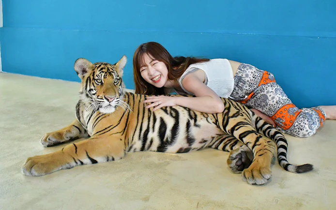 Tourist interacting with a tiger at Tiger Park Pattaya, Thailand.