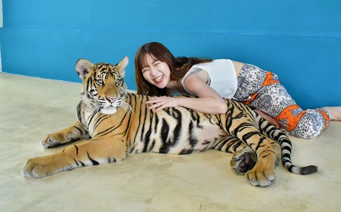 Tourist interacting with a tiger at Tiger Park Pattaya, Thailand.