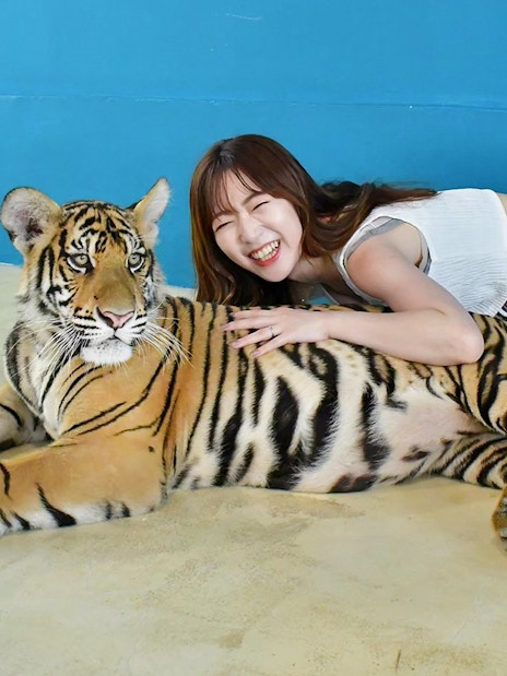 Tourist interacting with a tiger at Tiger Park Pattaya, Thailand.