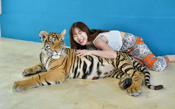 Tourist interacting with a tiger at Tiger Park Pattaya, Thailand.