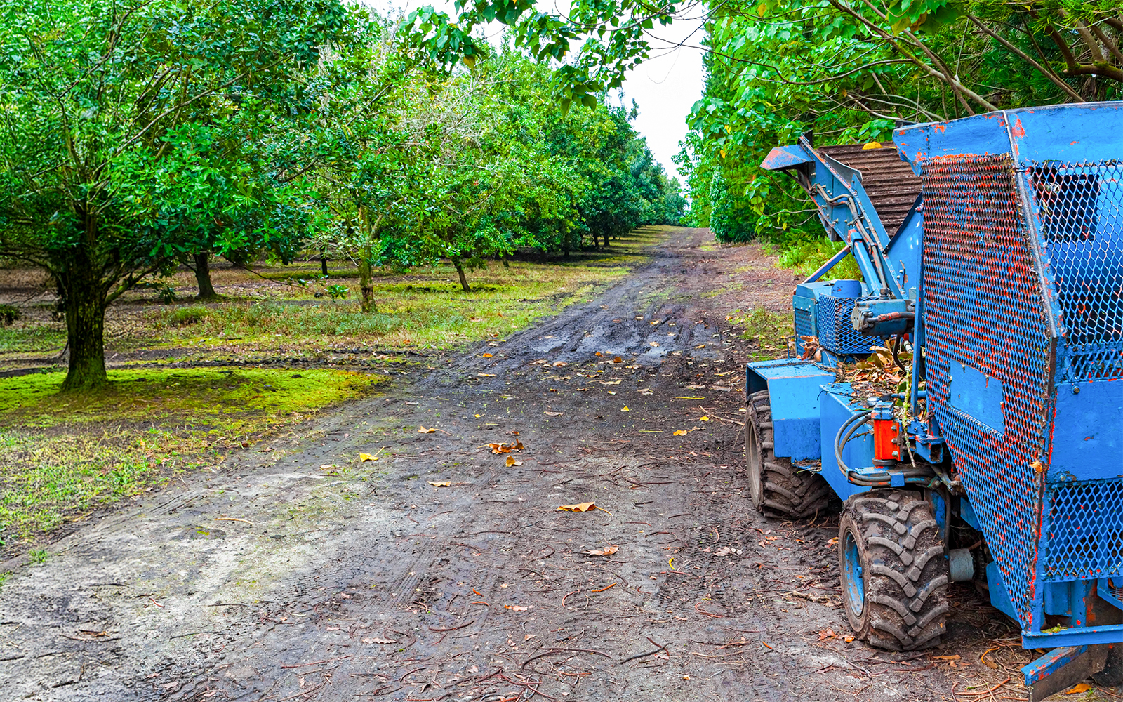 Machinery Used For Harvesting Nuts From The Trees at Macadamia Nut Farm, Keaau, Hawaii Island,