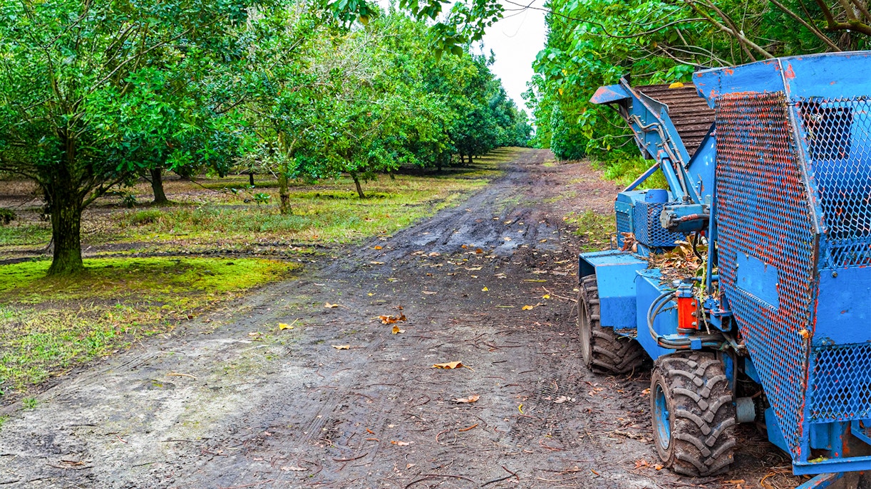 Machinery Used For Harvesting Nuts From The Trees at Macadamia Nut Farm, Keaau, Hawaii Island,