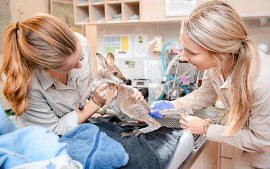Baby kangaroo receiving care from staff at Australia Zoo.