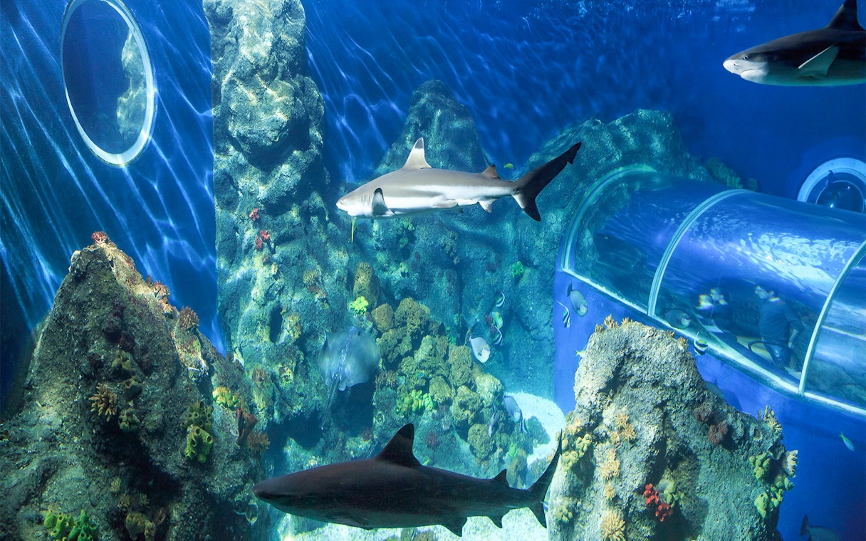 Shark swimming among plankton and colorful sea plants at Sea Life Konstanz aquarium.