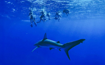 Divers swimming above a shark during O'ahu Shark Dive Tour.