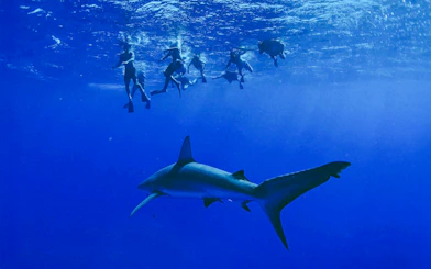 Divers swimming above a shark during O'ahu Shark Dive Tour.