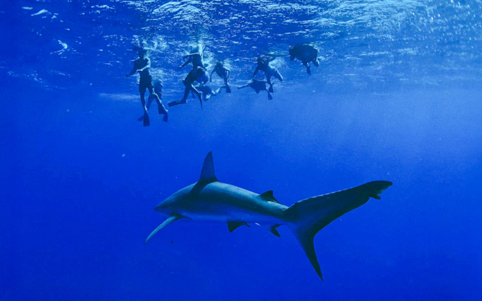 Divers swimming above a shark during O'ahu Shark Dive Tour.
