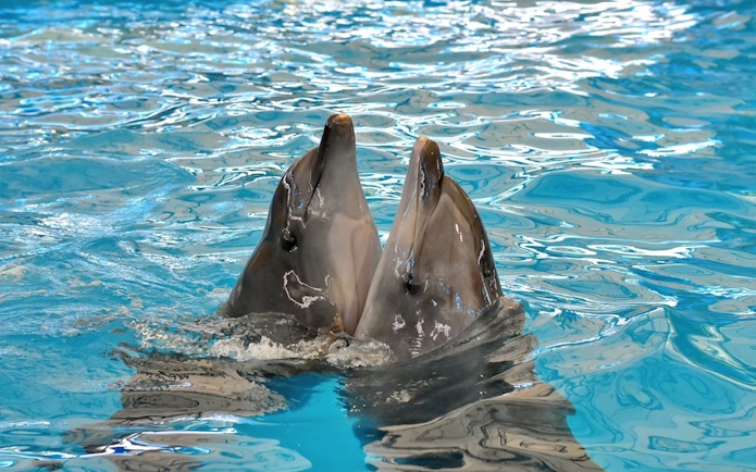 Dolphins performing at Phuket Dolphin Show in Thailand.