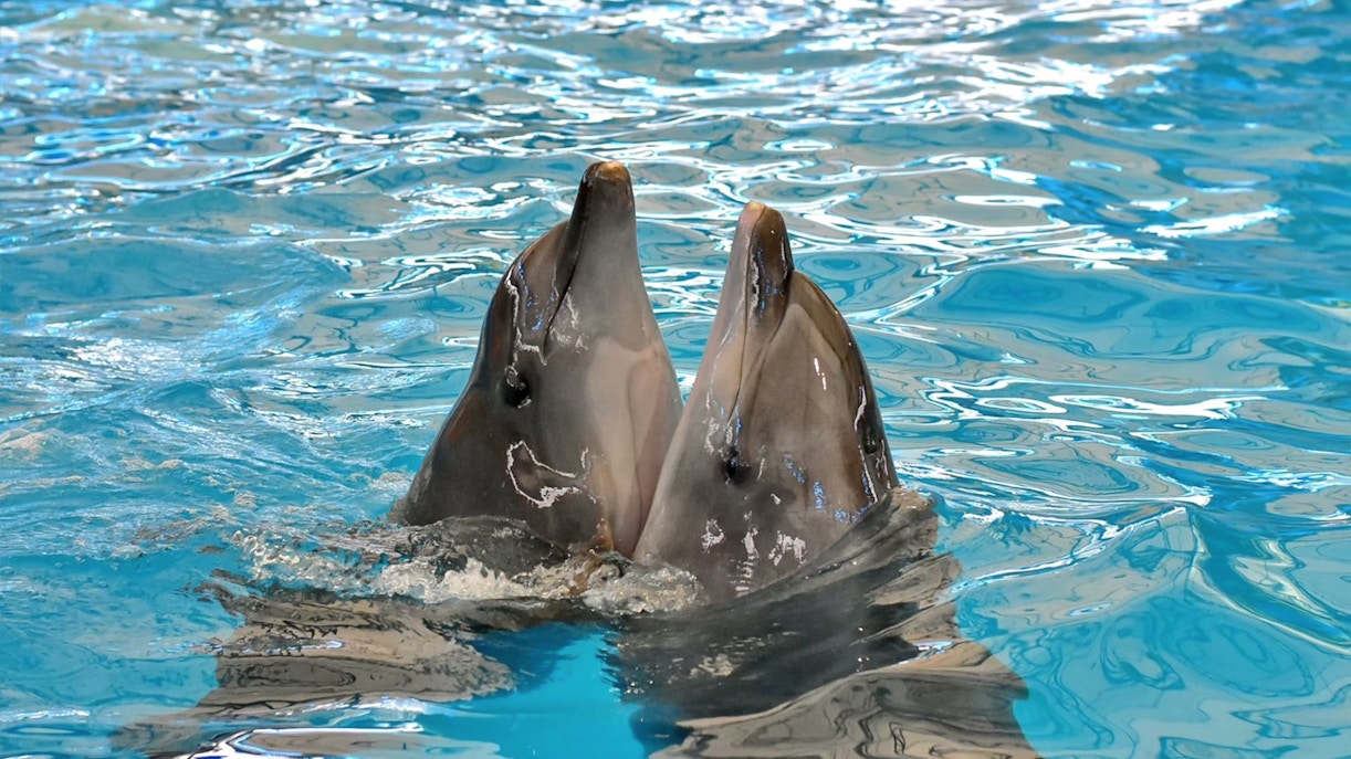 Dolphin Show Tickets