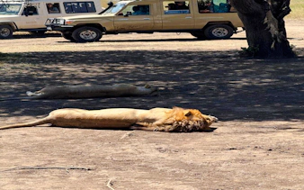 2-day nyerere national park safari from zanzibar with flights & boat safari-3