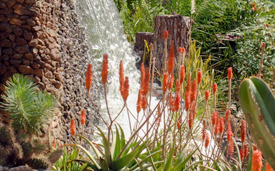 Waterfall surrounded by lush plants and orange flowers at Palmitos Park.