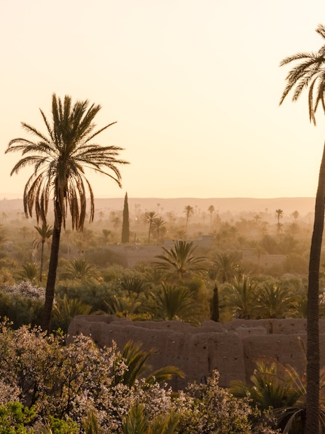 Sunset over palm trees in Palmeraie, Morocco.