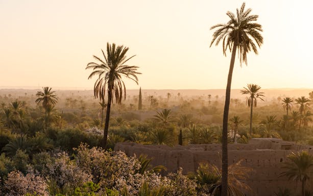 Sunset over palm trees in Palmeraie, Morocco.