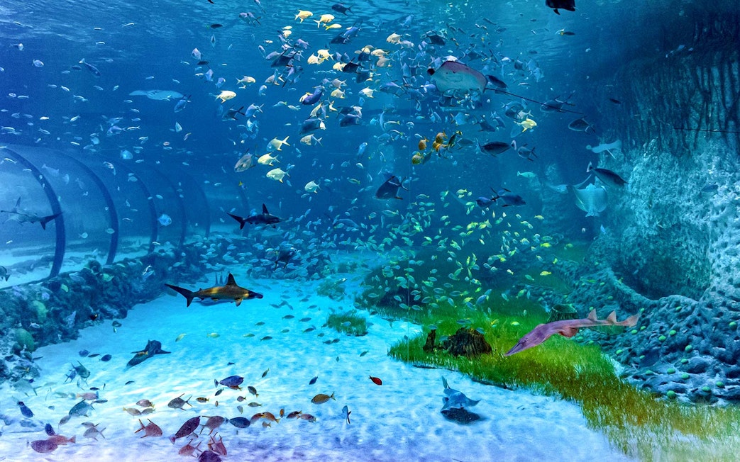 Underwater view of diverse marine life at National Aquarium Abu Dhabi.