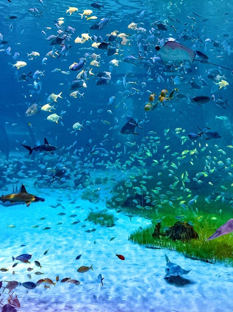 Underwater view of diverse marine life at National Aquarium Abu Dhabi.