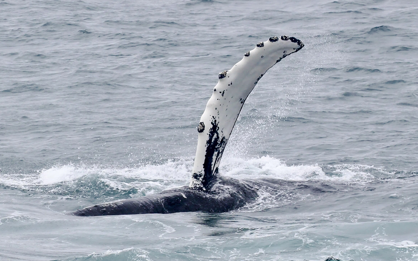 Whale fin emerging from ocean during cruise whale watching tour.