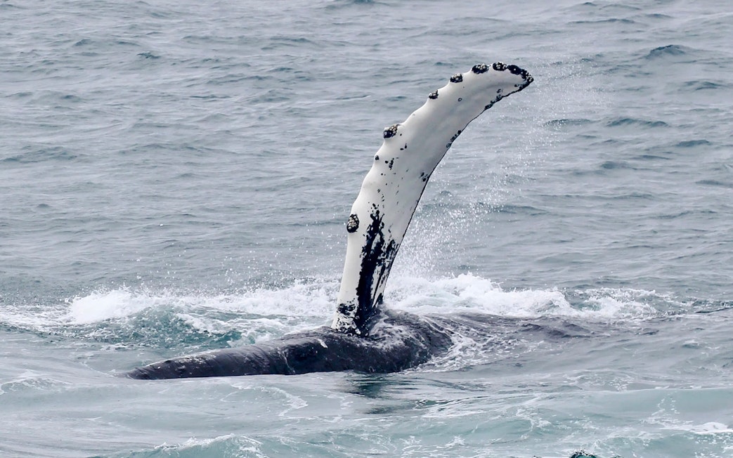 Whale fin emerging from ocean during cruise whale watching tour.
